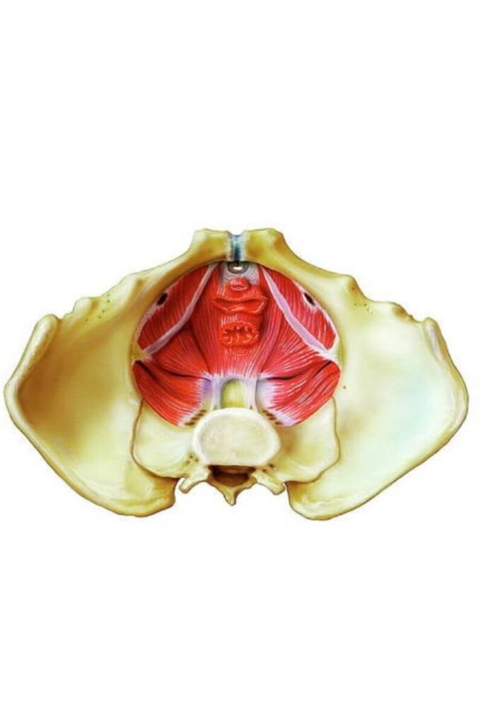 Pelvic floor anatomy